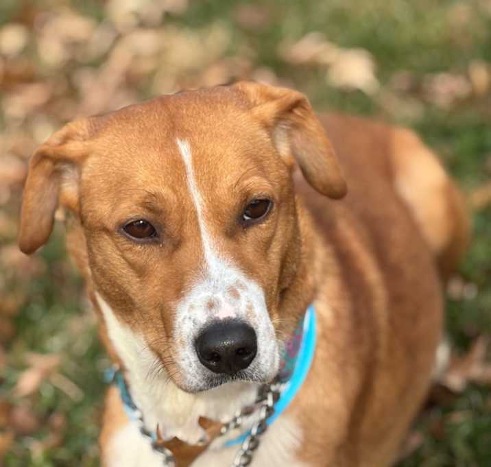 Photo of Abigail *adoption pending*