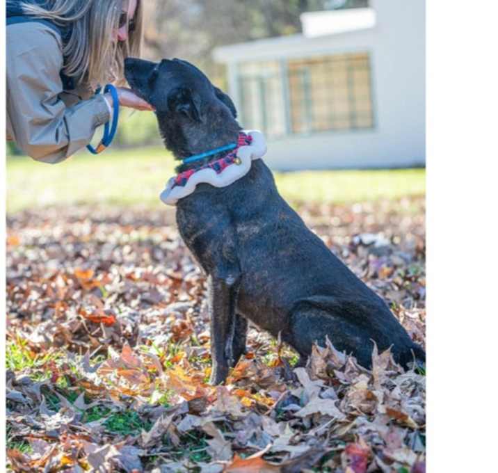 Photo of Lance-A-Lot