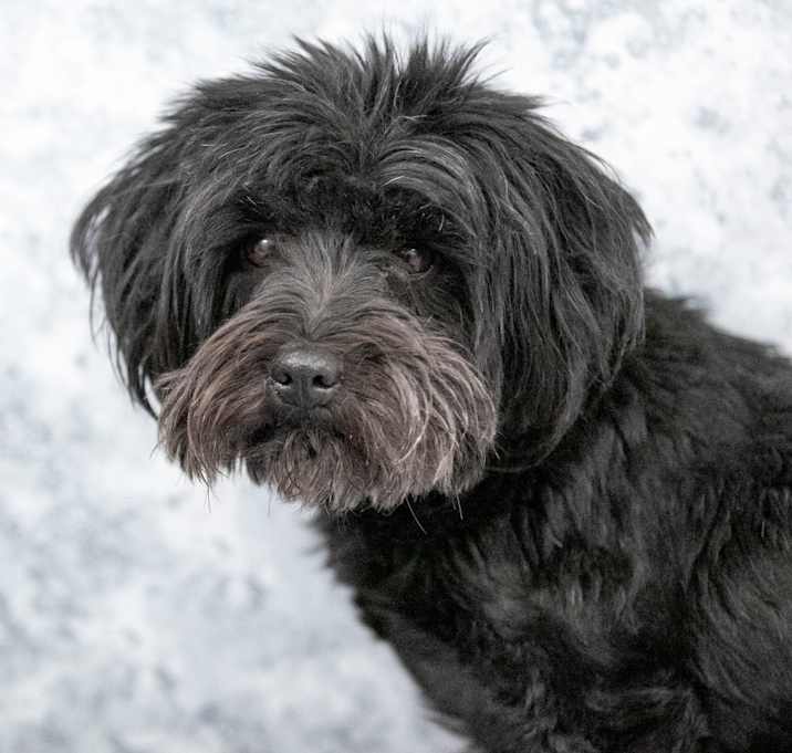 Photo of Emmy (JN25-504)