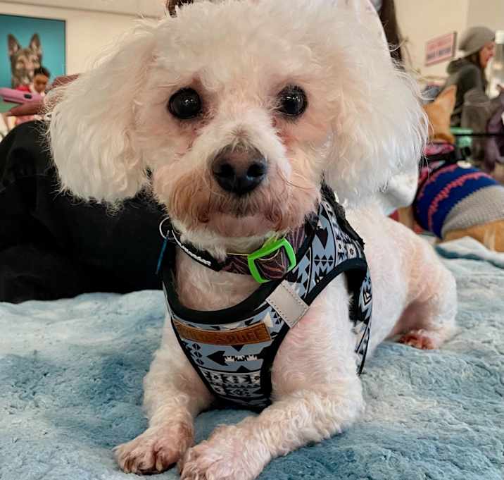 Photo of Ladoo 13626