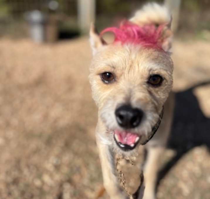 Photo of Rocket 11-29-25