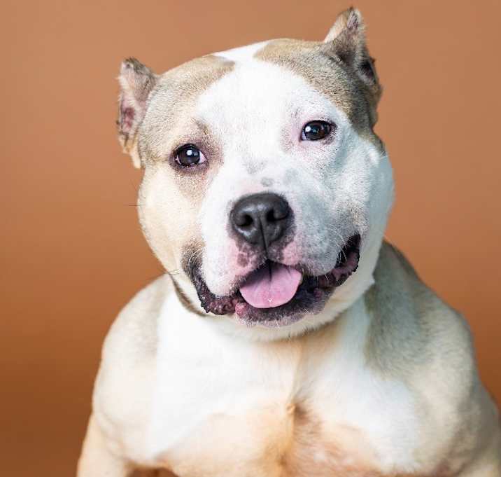 Photo of Ice Cream Man