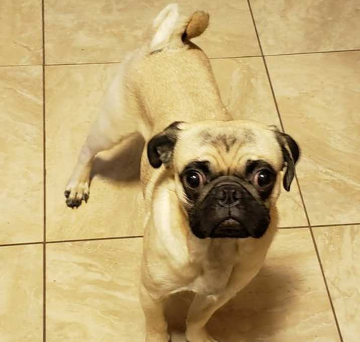 Photo of 2025 - 3019 Joey