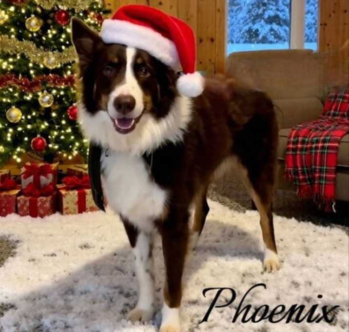 Photo of Phoenix