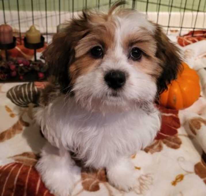 Photo of Mariposa (Foster Home)