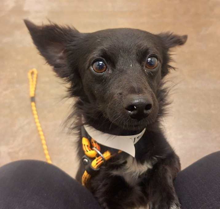 Photo of JUNIOR MINT