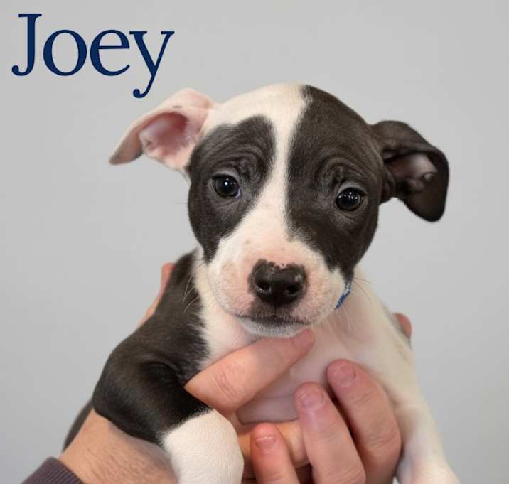 Photo of Joey- Blue