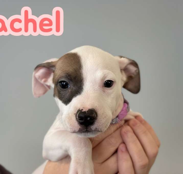 Photo of Rachel- Light Purple