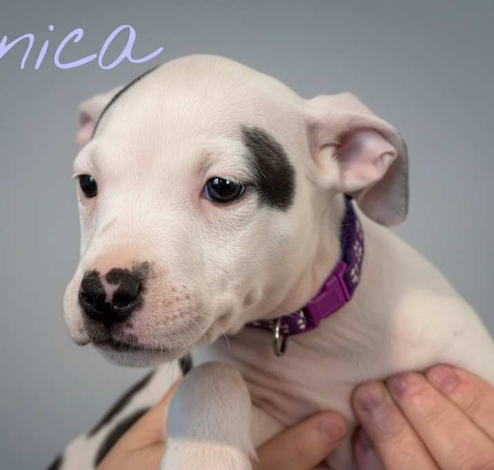 Photo of Monica - Drk Purple