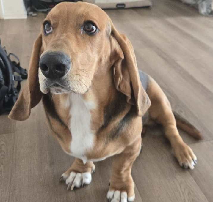 Photo of Otis (San Jose)