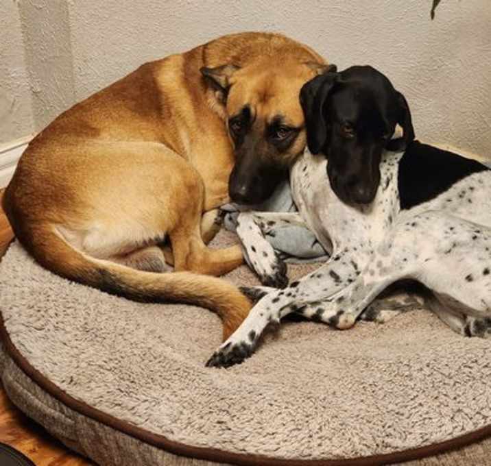 Photo of Xena and Rocco