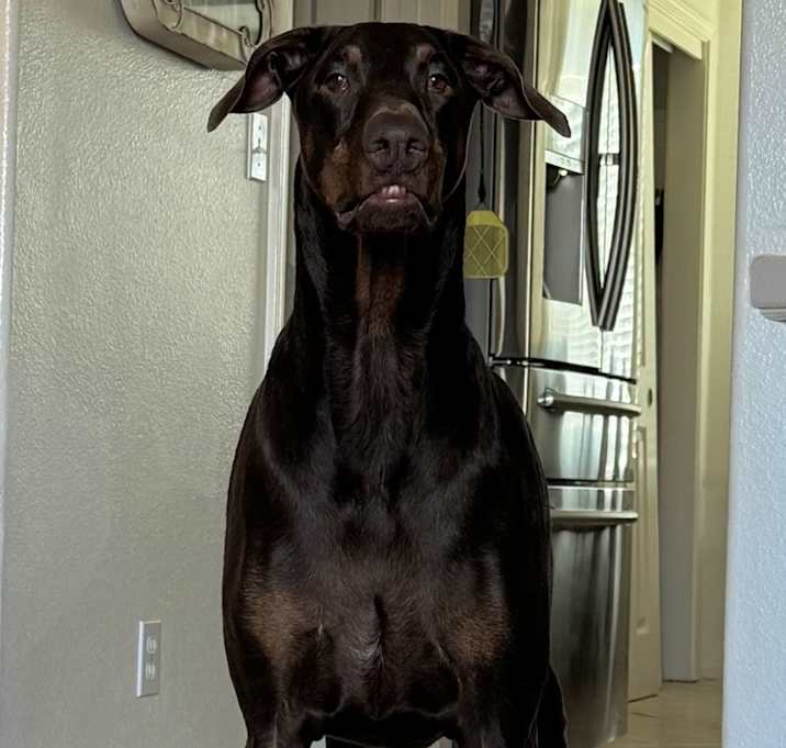 Photo of Oden aka Odie