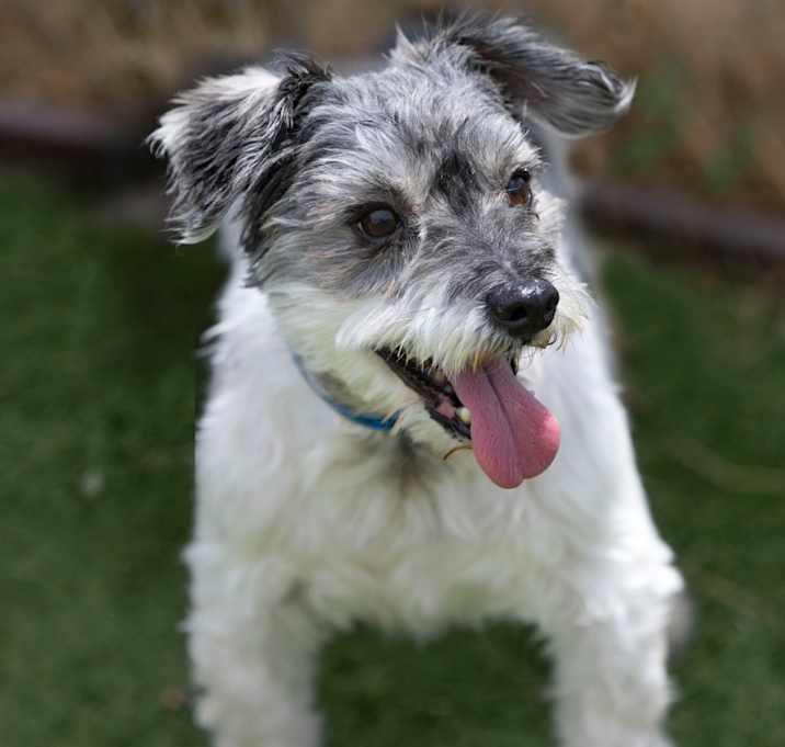 Photo of Brogan (JN25-412)