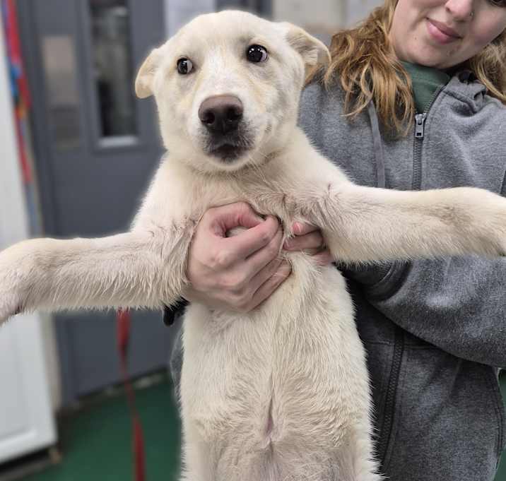 Photo of PUPPIES: Robin & Starfire