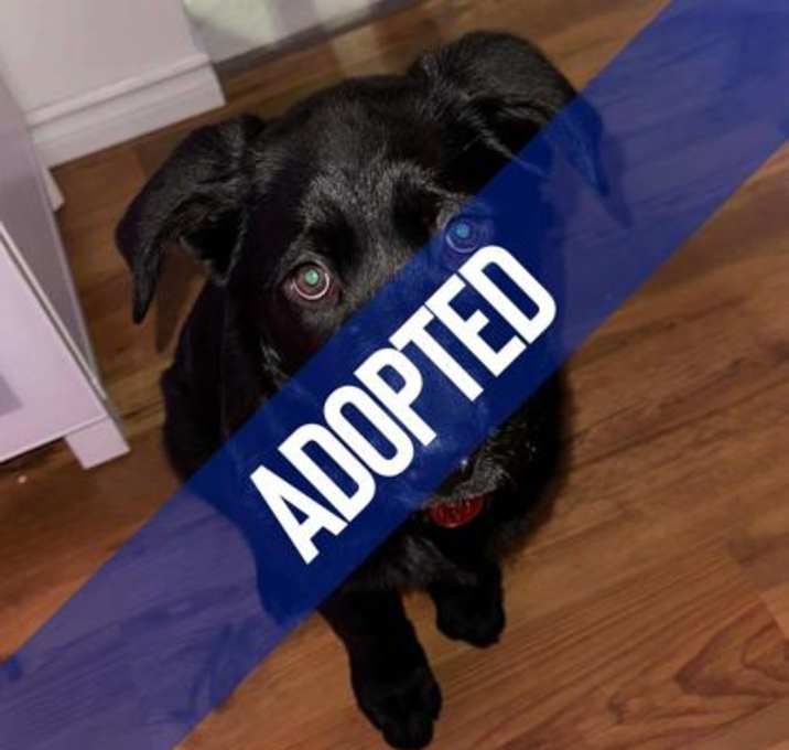 Photo of Vuitton Velvet