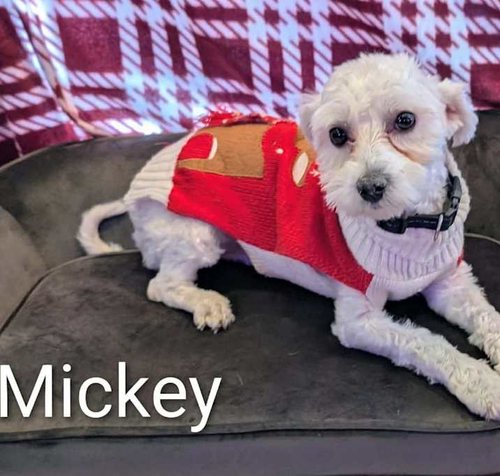 Photo of Mickey Poodle F NV
