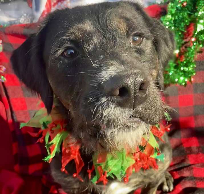 Photo of Willie Nelson