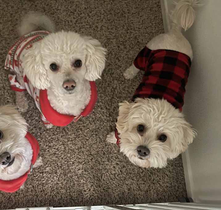 Photo of Rollie and Simba