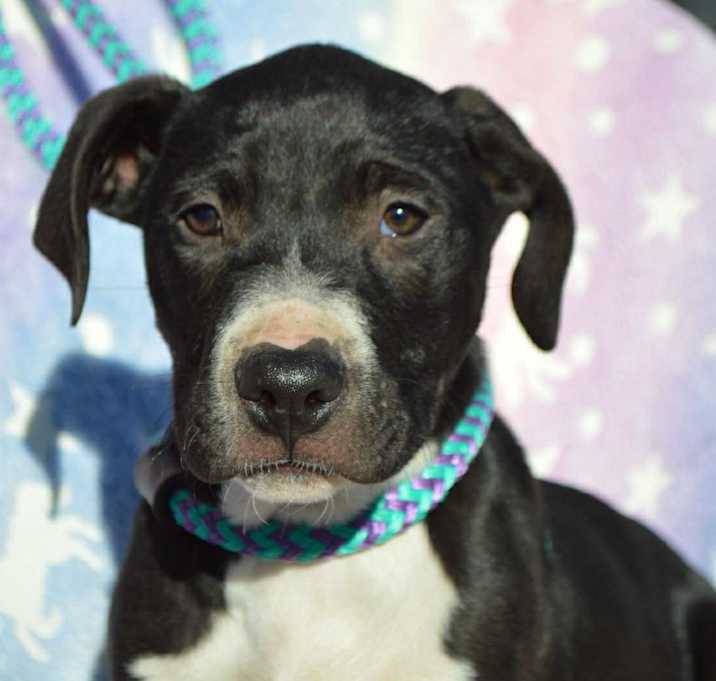 Photo of BUTTERS/URGENT