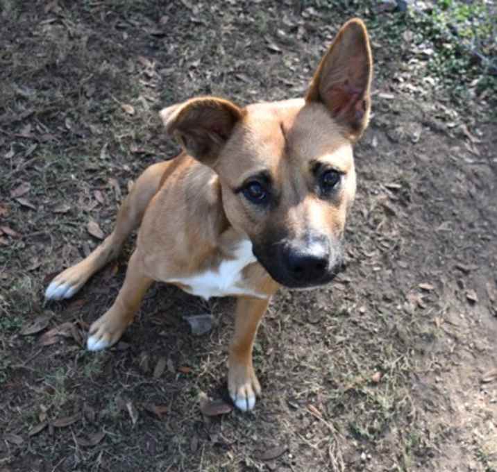 Photo of Christmas Tree Cakes