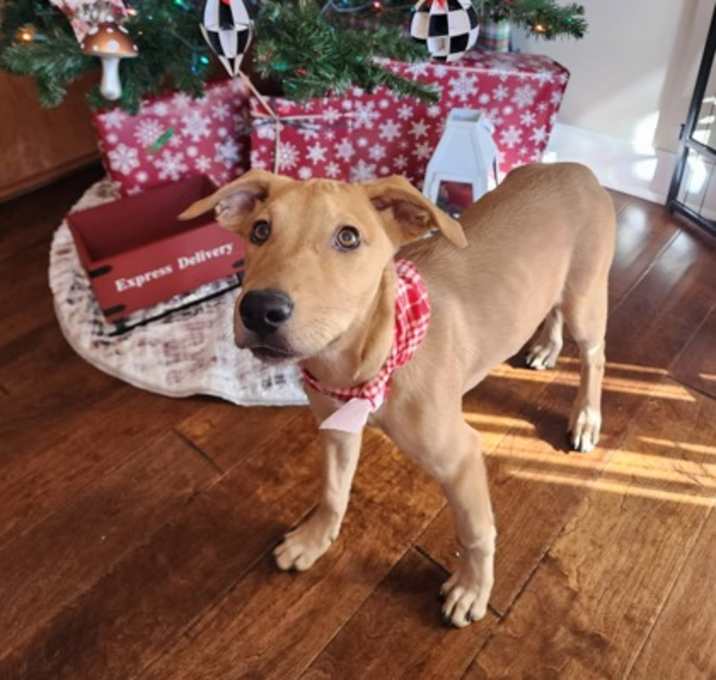 Photo of Chocolate Orange