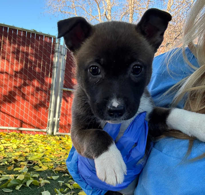 Photo of Bread Pudding