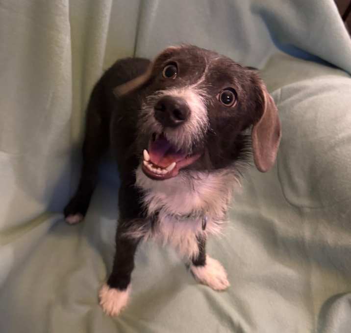 Photo of Blueberry *Adoption Pending*