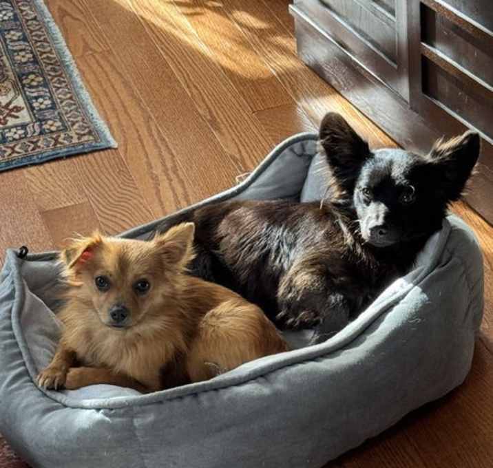 Photo of Tiny T & Urkel - BONDED