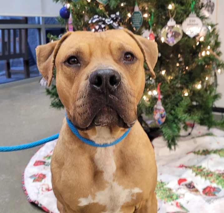 Photo of Pumpkin roll