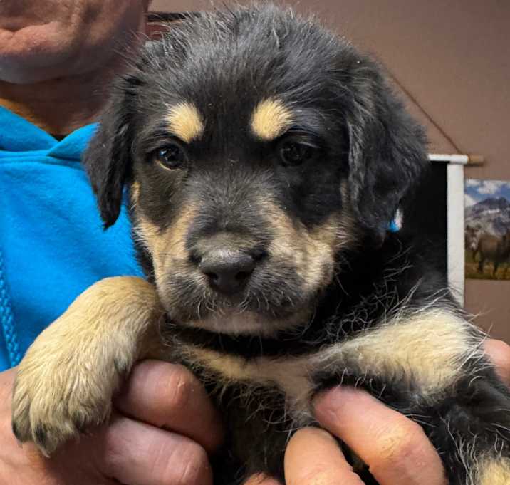 Photo of NY Ranger Dec 20 Tractor Sup