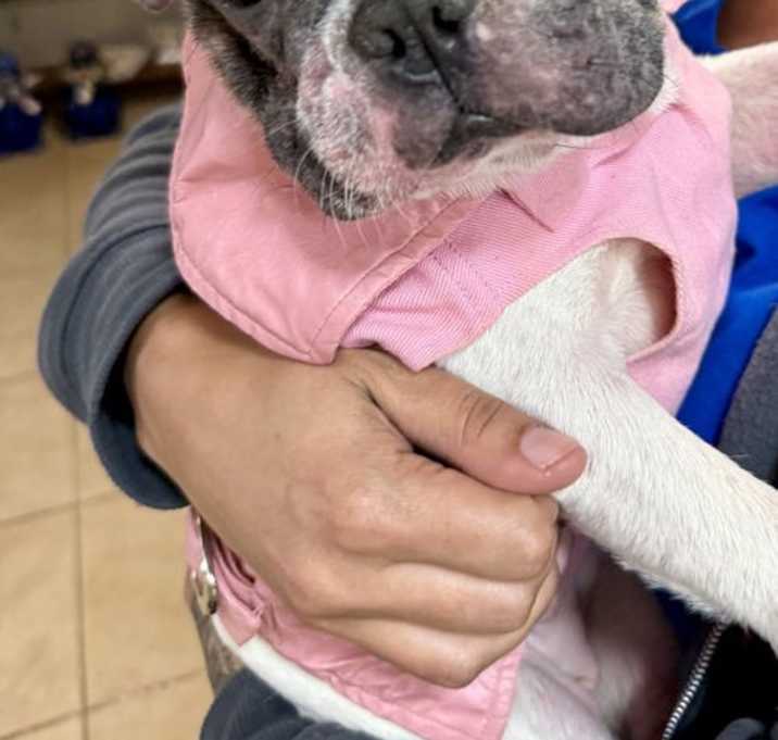 Photo of Frenchie puppy girl Mama