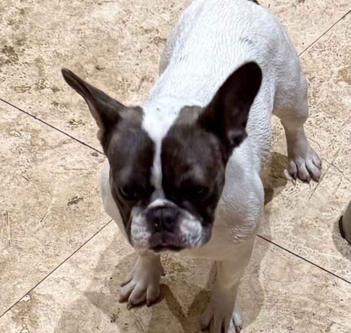 Photo of Frenchie puppy girl Mimi
