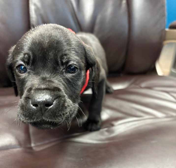 Photo of Lords a Leaping