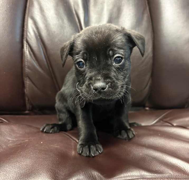 Photo of Pipers Piping