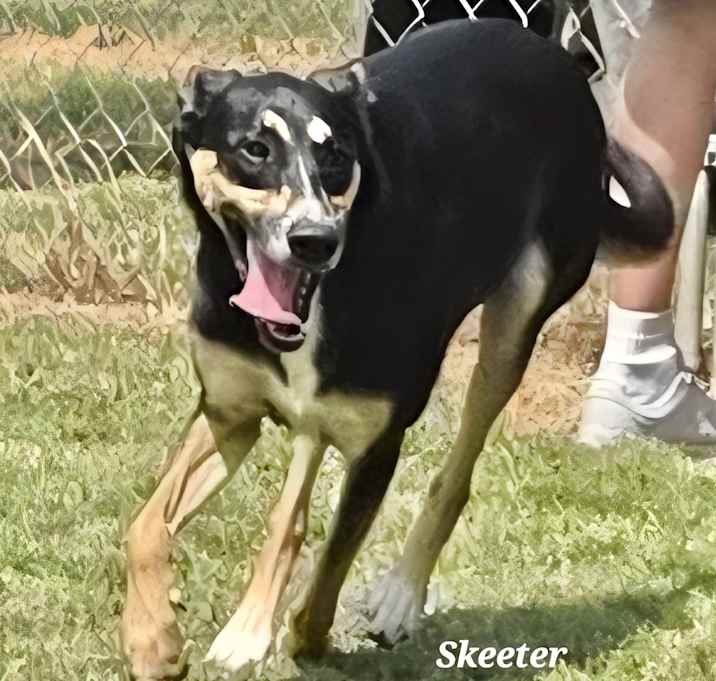 Photo of Skeeter