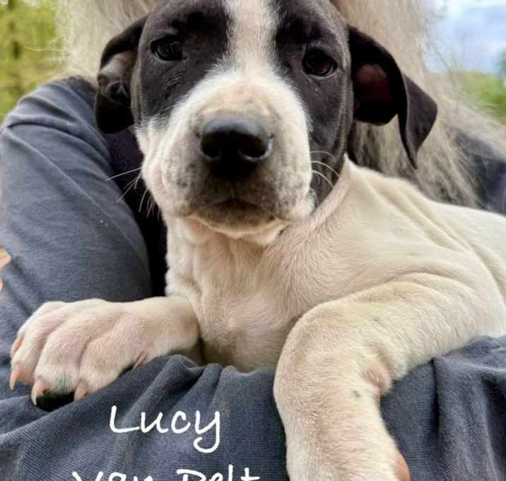 Photo of Lucy 1 meet me 1/10