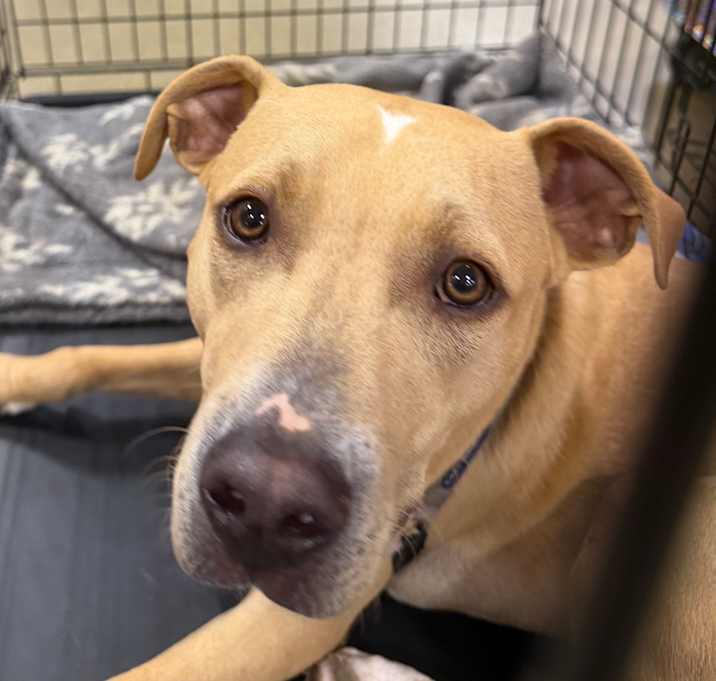 Photo of Yeller FOSTER OR ADOPTER NEEDED