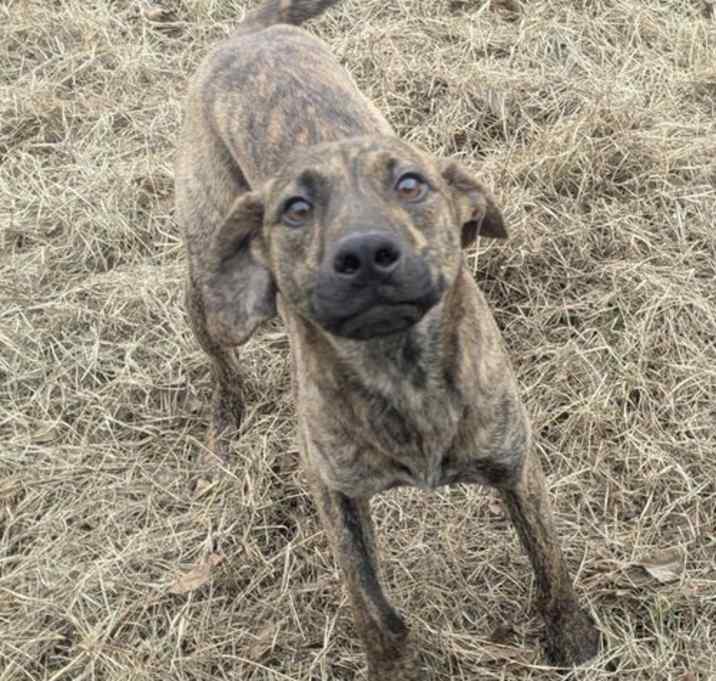 Photo of Ridge Woods