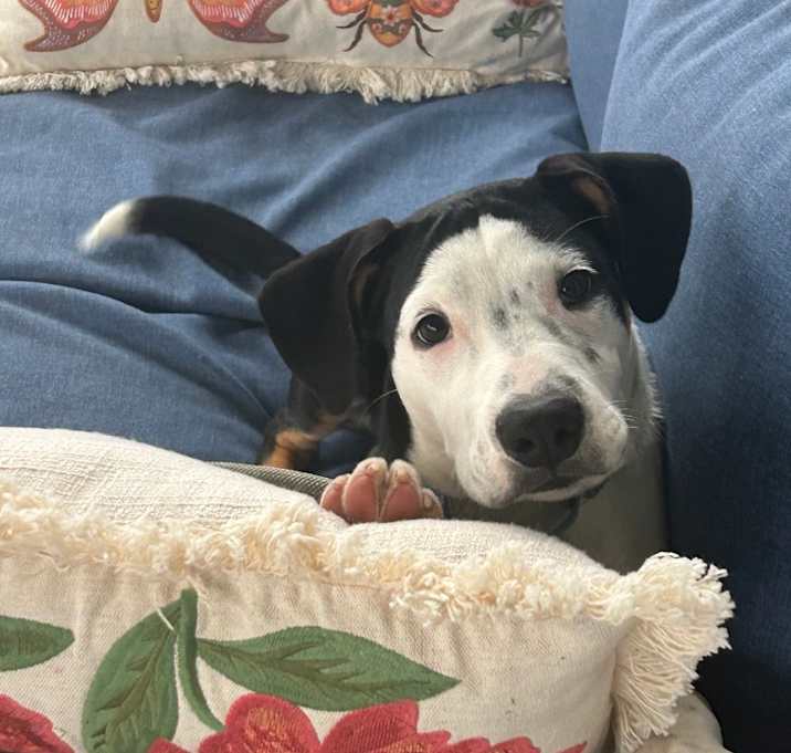 Photo of Huckleberry