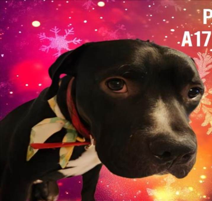 Photo of EDGAR ALLEN POE