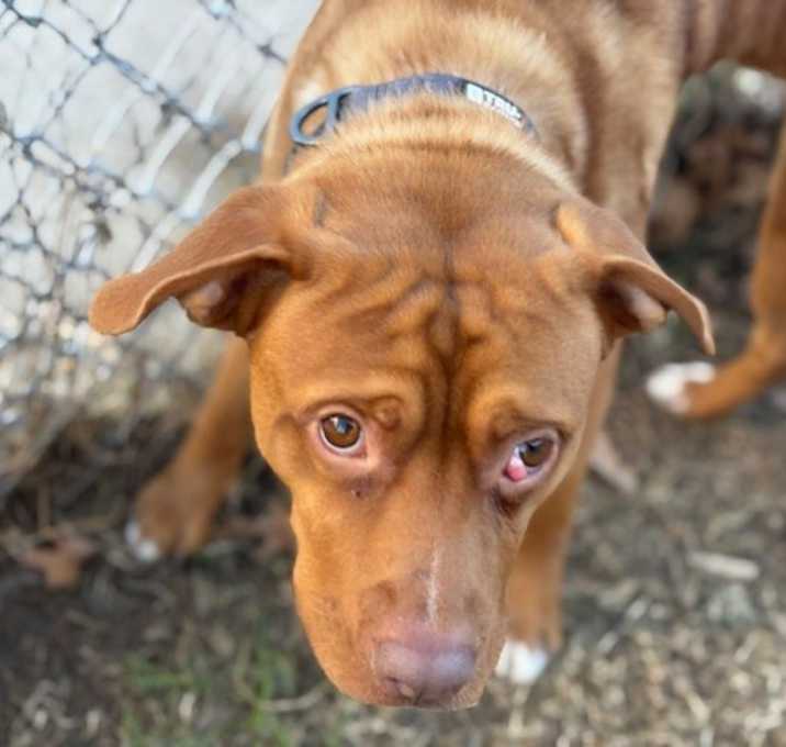 Photo of CANDY APPLE