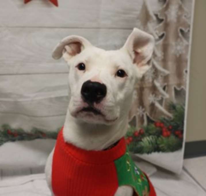 Photo of Adoptable Krypto