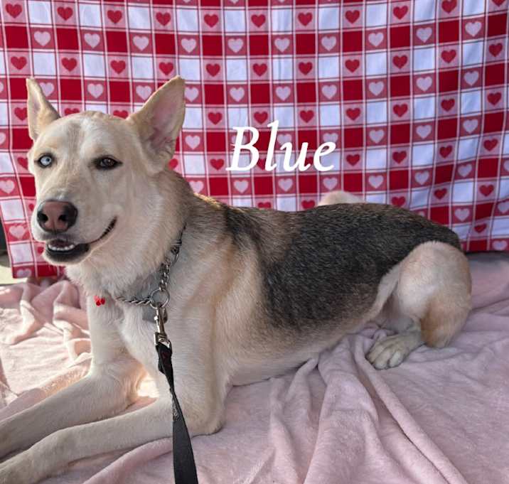 Photo of Blue