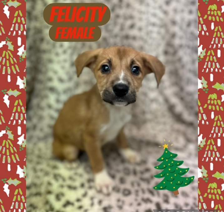 Photo of Felicity meet me 12/20