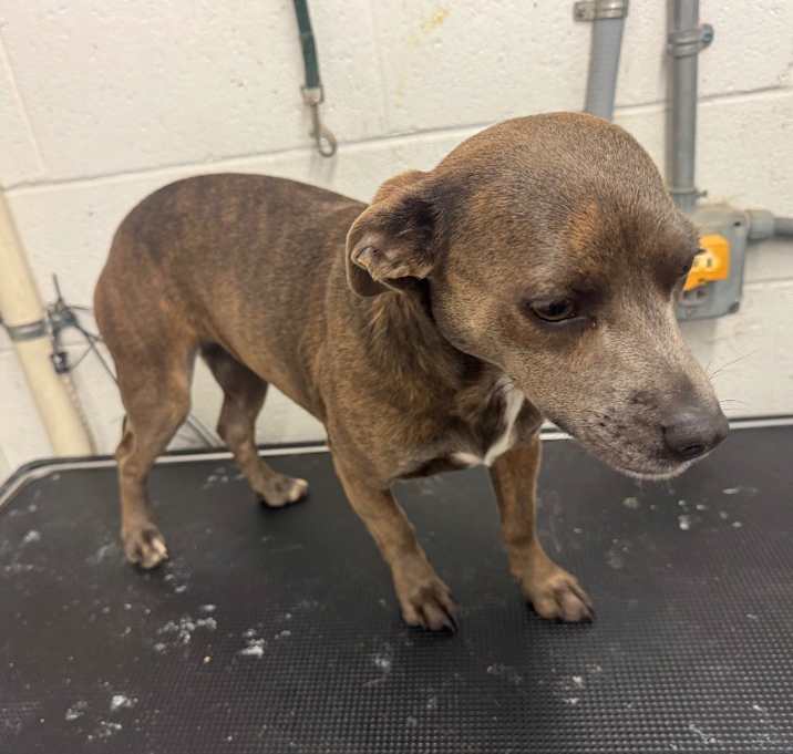 Photo of Peaches-Adoptable