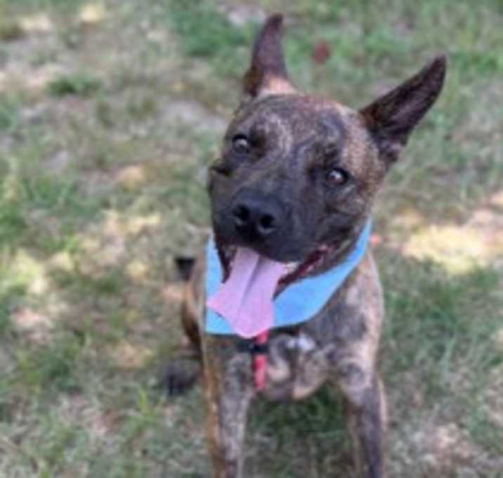 Photo of Bonsi 34195