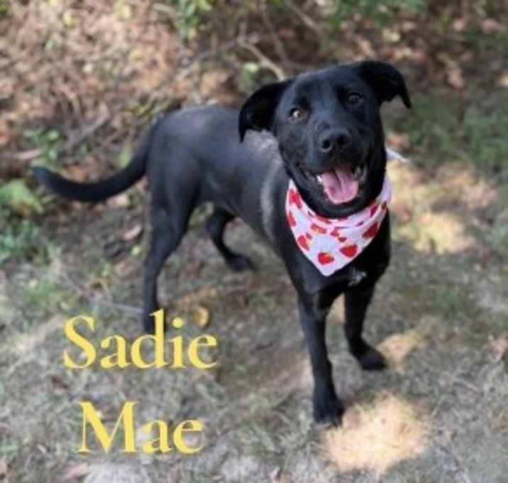 Photo of Sadie Mae 126186