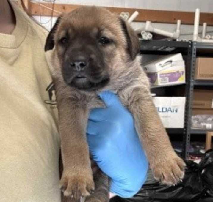 Photo of Cleo 126160