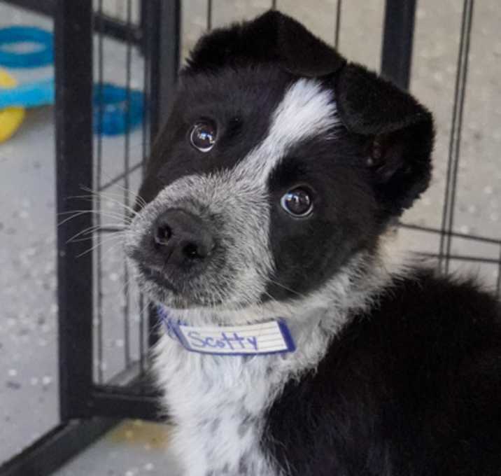 Photo of Scotty (@ ojo santa fe)