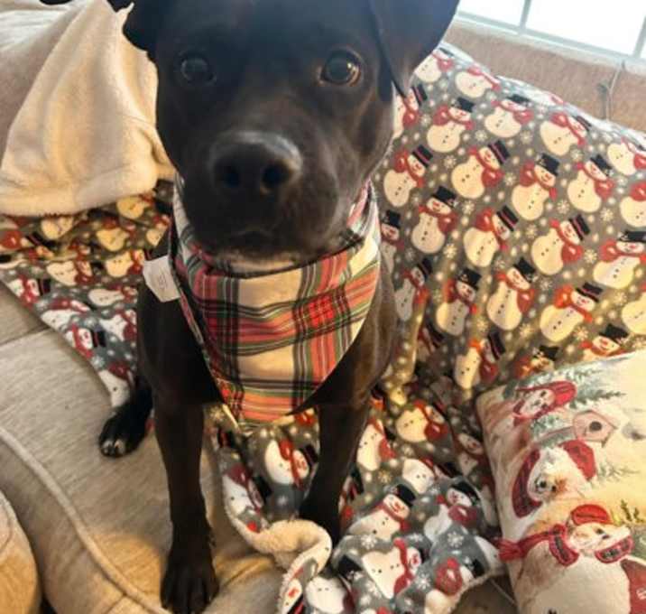 Photo of Jellybean VI (foster)